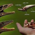 Paleontolodzy z Brazylii zrekonstruowali mózg wczesnego, drapieżnego zauropodomorfa