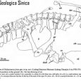 Opisano nowy rodzaj i gatunek teropoda z grupy tetanurów na podstawie niekompletnego szkietetu. Nazwano go Shidaisaurus jinae.