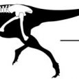 Zapis skamieniałości teropodów z grupy Tyrannosauroidea nie jest określony przez żaden okres i zawiera bardzo rozległą lukę morfologiczną jak i czasową. Do tej pory między taksonami z barremu, a dużymi przedstawicielami tej grupy z późnej kredy, nie był znany jakikolwiek członek, który zapełniłby tak dużą nieciągłość w erze mezozoiku. Jednak właśnie został opisany tyranozauroid - Xiongguanlong baimoensis n. gen. et sp. – którego szczątki odkryto w skałach datowanych na apt – alb (grupa Xinminpu, zachód Chin). 