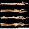 Donosimy o nowym alwarezzaurydzie, Kol ghuva z późnej kredy Mongolii, który wskazuje na to, iż klad Alvarezsauridae nie jest reprezentowany jedynie przez niewielkie gatunki. Okaz ten został znaleziony w Ukhaa Tolgod, obszarze, gdzie odkryto również pojedynczego osobnika Shuvuuia deserti.