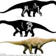 Zapis kopalny australijskich dinozaurów jest wyjątkowo ubogi w porównaniu do innych kontynentów. Większość taksonów jest znana z fragmentarycznych, odizolowanych szczątków z niepewną pozycją taksonomiczną i filogenetyczną. Lepsze poznanie australijskich dinozaurów jest decydujące w zrozumieniu globalnej paleobiogeografii grup dinozaurów, uznawanych wcześniej za pochodzące z terenów Gondwany, takich jak tytanozaury i karcharodontozaurydy.