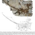 Ostatnie odkrycia bazalnych dromeozaurydów z wczesnokredowych formacji Jiufotang i Yixian, (Liaoning, Chiny) dają znaczące informacje na temat przejścia nie-ptasich dinozaurów w ptaki. Naukowcy właśnie opisali nowego dromeozauryda, Tianyuraptor ostromi gen. et sp. nov., z wczesnej kredy Yixian na podstawie prawie kompletnego szkieletu.