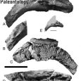 Angulomastacator daviesi (gen. et sp. nov) to nowy lambeozauryn z kampanu (~76 Ma) Stanów Zjednoczonych (Teksas, formacja Aguja). Hadrozauryda opisano na podstawie niekompletnej lewej kości szczękowej (TMM 43681-1) z niespotykaną dotąd anatomią.