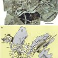 Seria odkryć z Chin dokonanych w latach 90-tych XX wieku i w latach następnych pozwoliła na znaczne poszerzenie wiedzy o pochodzeniu ptaków i zredukowała znacznie wielkość "białych plam" w ich ewolucji. Właśnie opisano kolejny element układanki - drugiego osobnika Anchiornis.