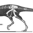 Odkąd piątego października 1905 roku ukazała się praca Henry'ego Fairfielda Osborna opisująca m.in. Tyrannosaurus rex i Albertosaurus sarcophagus, tyranozaurdy (i ich krewni) stały się przedmiotem szerokiego zainteresowania naukowców oraz szerokiej publiczności.