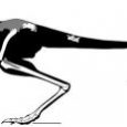 Na podstawie fragmentarycznego szkieleru opisany został nowy dinozaur Ceratonykus oculatus (Parvicursoridae, Alvarezsauria*) z górnej kredy Mongolii (formacja Baruungoyot). Od innych alwarezzaurydów różni się wieloma cechami