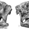 Właśnie opisano na podstawie maleńkiej, 3,5-centymetrowej czaszki nowego bagaceratopsyda - Gobiceratops minutus. Dinozaur pochodzi z formacji Baruungoyot, ze stanowiska Khermin Tsav (południowa Mongolia). Kość nosowa zawierająca się w brzegu otworu ocznego sugeruje bliskie pokrewieństwo zBagaceratops rozdestvenskyi. Zaproponowano, że Bagaceratopidae, w przeciwieństwie do innych rodzin neoceratopsów, ma pochodzenie paleoazjatyckie.