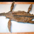 Odnaleziono najstarszego i najbardziej kompletnego plezjozaura z kredy Ameryki Północnej. Odkryto go w piaskach bitumicznych stanu Alberta w Kanadzie. Nichollsia borealis zawdzięcza swoją nazwę sławnej paleontolog Elizabeth (Betsy) Nicholls, której przypisuje się zmianę postrzegania życia w prehistorycznych oceanach, poprzez opisanie 20-metrowego ichtiozaura (Shonisaurus sikanniensis), odkrytego w 1999 r. Nichollsia miała ok. 2,5 m długości, żyła 112 milionów lat temu na terenie dzisiejszej Kanady. 