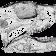 Na łamach Acta Geologica Sinica opisano nowy okaz Liaoceratops yanzigouensis - świetnie zachowane, trójwymiarowo: niekompletną czaszkę i żuchwę. Okaz wykopano w warstwach Lujiatun należących do wczesnokredowej formacji Yixian w okolicach miasta Beipiao (zachodnia część prowincji Liaoning). Jest to najmniejszy z wszystkich trzech okazów tego gatunku, a takie cechy jak: krótki odcinek przedoczodołowy, czy okrągła krawędź oczodołu w części węwnętrznorostralnej, mogą być związane z wiekiem ontogenetycznym zwierzęcia. Dobre odsłonięcie podniebienia może wynikać z tego, że jakiś drapieżnik dobrał się do mózgu zwierzaka (!)