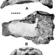 Nowy, duży nodozauryd Peloroplites cedrimontanus został opisany na podstawie częściowej czaszki i pozaczaszkowego szkieletu, znalezionego w Kopalni PR-2, znajdującej się u podnóża ogniwa Mussentuchit w formacji Gór Cedrowych w środkowym Utah