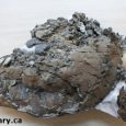 Liczącą 75 milionów lat skamieniałość ciężarnego żółwia i gniazda ze skamieniałymi jajami została odnaleziona na pustkowiach południowowschodniej Alberty przez naukowców i pracowników z Uniwersytetu Calgary i Royal Tyrell Museum of Palaeontology. Odkrycie dostarcza nowych idei w sprawie ewolucji składania jaj i reprodukcji u żółwi. 