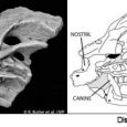Heterodontozaurydy są enigmatyczną grupą prymitywnych dinozaurów ptasiomiednicznych, najlepiej znanych z wczesnej jury południowej części Afryki. Ponieważ materiał kostny jest rzadki i często słabo zachowany, taksonomia, systematyka i paleobiologia tego kladu jest kontrowersyjna. Została opisana nowa, częściowa czaszka młodego osobnika Heterodontosaurus tucki ze stanowiska "Stormberg" w Afryce Południowej. Czaszka ta dostarcza nowych informacji na temat anatomii i ontogenezy czaszki, dymorfizmu płciowego i wymiany zębowej wśród heterodontozaurydów. 