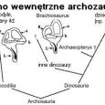 Autor: Sebastian 16.06.2007. Wykres zamieszczony poniżej przedstawia nadrząd gadów o nazwie Archosauria (archozaury), do których należą krokodyle, dinozaury i ptaki. Rysunki przedstawiają różnice w budowie ucha wewnętrznego tych grup. Liczby na lewo są skalą czasu w milionach latach. Dzisiejsze ptaki są najbliższymi żyjące krewnymi wymarłych dinozaurów. Autorzy wykresu: R. Dooling […]
