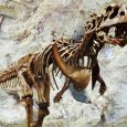 W styczniu 2012 roku, po 116 latach od odkrycia pierwszych szczątków mażungazaura, paleontolodzy opisują niezwykłą anatomię kończyn przednich tego zwierzęcia.