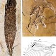Międzynarodowy zespół badaczy pod przewodnictwem Ryana Carneya z Uniwersytetu Browna (Brown University) opublikował wyniki badań nad odizolowanym okazem pióra Archaeopteryx. Udało im się ustalić nie tylko pozycję pióra na skrzydle, ale również jego kolor.