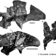 Opisany w 2008 roku drugi gatunek stokesozaura - S. langhami, właśnie został przeniesiony do nowego rodzaju - Juratyrant langhami.
