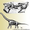 Znaleziska młodych zauropodów są sporadyczne a każde takie znalezisko dostarcza wielu informacji. Opisany w 2007 roku dwumetrowy okaz, nazwany "Toni", został właśnie zaklasyfikowany jako brachiozaur.