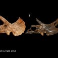 Naukowcy opisują najnowsze odkrycie dorosłego triceratopsa, przypominającego torozaura. Odkrycie rzuca nowe światło na kwestię synonimizacji i uporządkowania taksonów w obrębie chasmozaurynów.