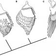 Nicholas Longrich i współpracownicy przyjrzeli się dokładniej dwóm bardzo prymitywnym i wczesnym przedstawicielom Paraves – anchiornisowi i archeopteryksowi. Okazało się, że ich skrzydła były zbudowane inaczej niż u współczesnych ptaków.