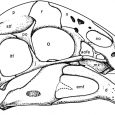 Opisano nowego teropoda - Yulong mini, który dostarcza nowych informacji na temat ontogenezy owiraptorozaurów.