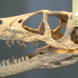 W tym tygodniu w Encyklopedii Dinozaury.com polecamy opis dromeozaura.