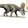 Zuniceratops to bazalny przedstawiciel kladu Ceratopsoidea. Jest najwcześniejszym geologicznie ceratopsem wyposażonym w rogi nadoczodołowe z obszarów Ameryki Północnej. 