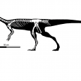 Naukowcy opisali nowego, niezwykłego dinozaura z Ameryki Południowej.