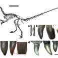 Naukowcy opisali nowego, prawdopodobnie wszystkożernego teropoda - Fukuivenator paradoxus.