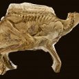 Naukowcy potwierdzają obecność kolagenu w szczątkach prehistorycznych zwierząt sprzed milionów lat.