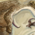Nowy okaz dromeozaura z Mongolii wykazuje konwergencje do form z Ameryki Północnej
